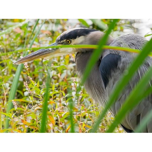 WA-Juanita Bay Wetland-Great Blue Heron (Ardea herodias)